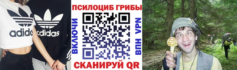 кракен онион  что такое наркотик  Заволжье  Галлюциногенные грибы Psilocybine cubensis 